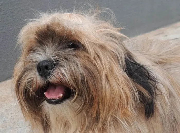 Cachorro raça Shitzu idade 1 ano nome Shakira 