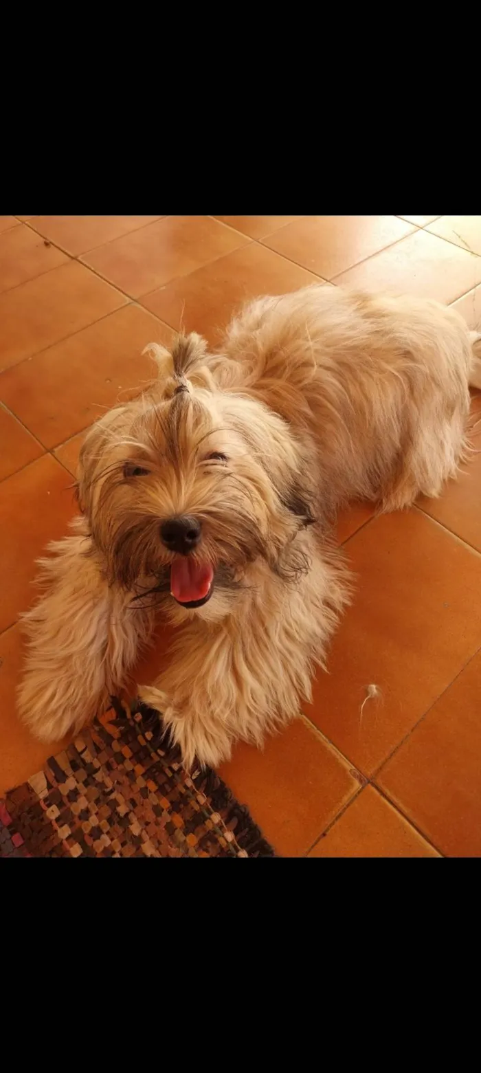 Cachorro ra a SRD-ViraLata idade 2 anos nome Pyter