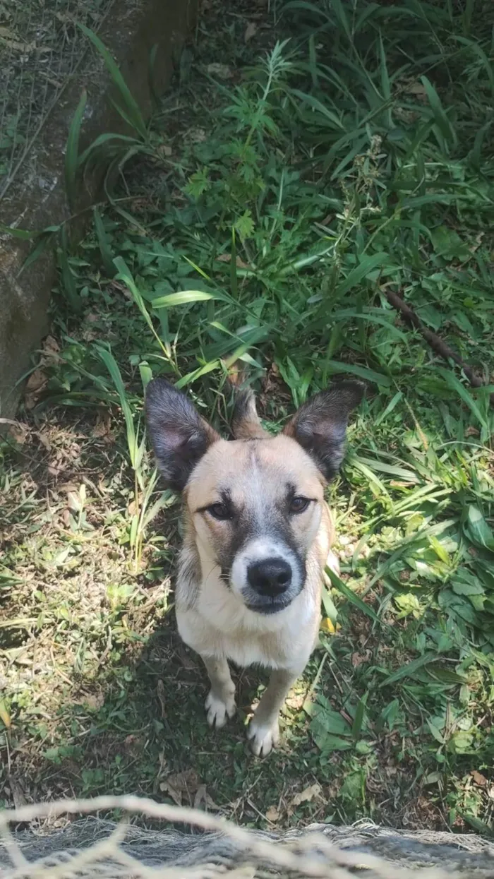 Cachorro ra a SRD-ViraLata idade 2 anos nome Robson 