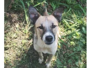 Cachorro ra a SRD-ViraLata idade 2 anos nome Robson 