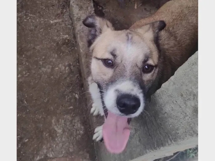 Cachorro ra a SRD-ViraLata idade 2 anos nome Robson 
