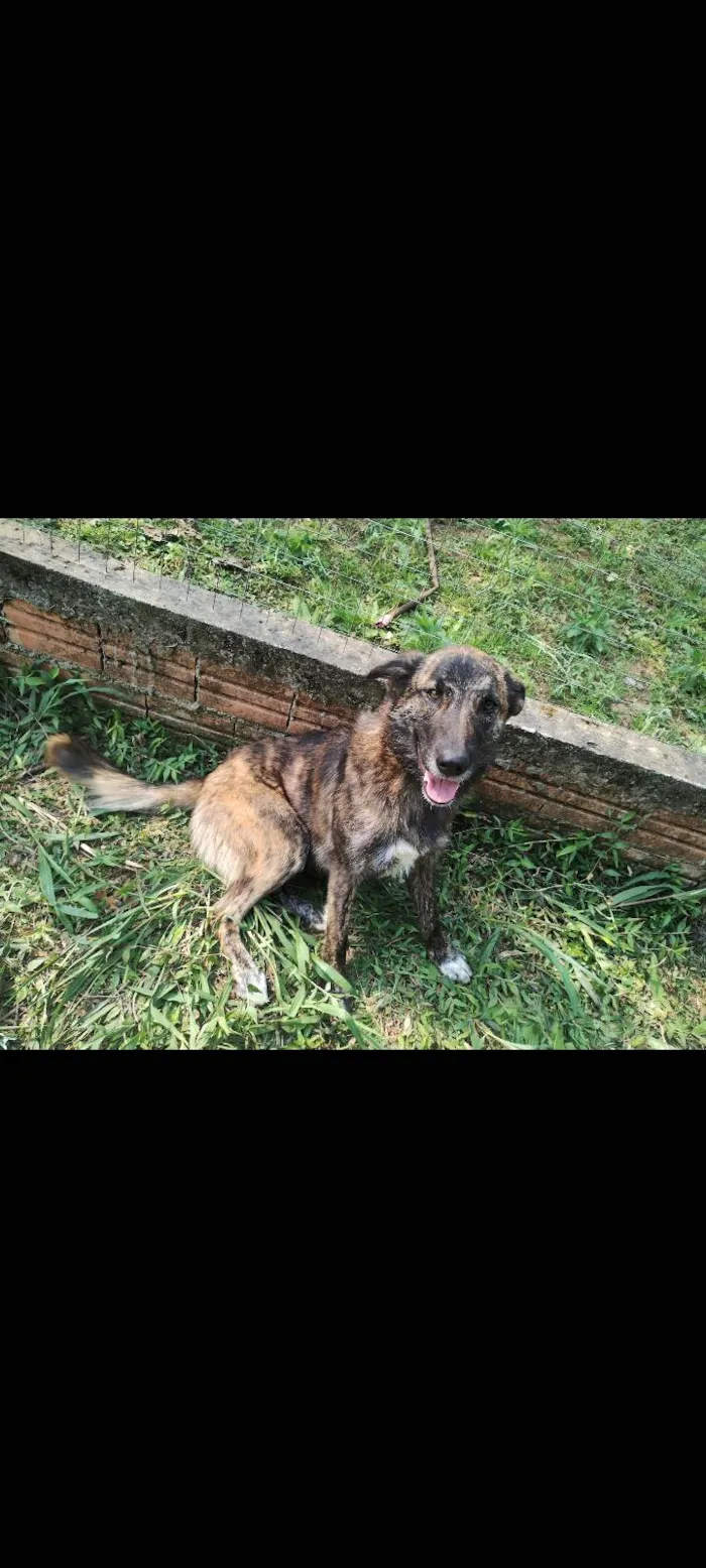 Cachorro ra a SRD-ViraLata idade 3 anos nome Dourada 