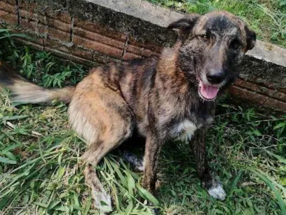 Cachorro raça SRD-ViraLata idade 3 anos nome Dourada 
