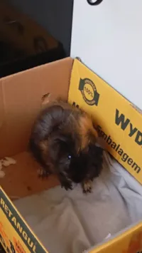 Cachorro raça Shitzu idade 2 a 6 meses nome Mary