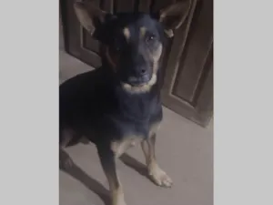 Cachorro ra a SRD-ViraLata idade 3 anos nome Luciano 