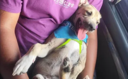 Cachorro ra a SRD-ViraLata idade 2 a 6 meses nome Liko