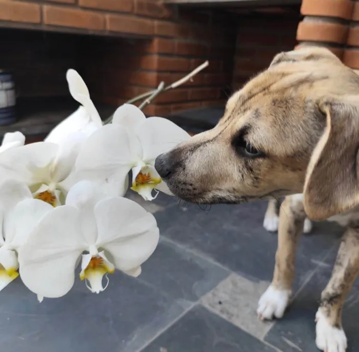 Cachorro ra a SRD-ViraLata idade 2 a 6 meses nome Liko
