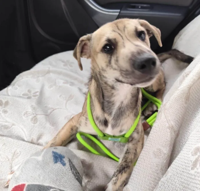 Cachorro ra a SRD-ViraLata idade 2 a 6 meses nome Liko