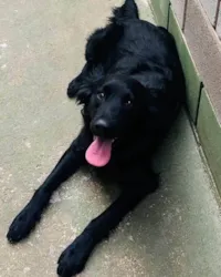 Cachorro ra a SRD-ViraLata idade 1 ano nome Niko