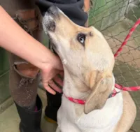 Cachorro raça SRD-ViraLata idade 2 anos nome Blanca 