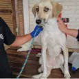 Cachorro ra a SRD-ViraLata idade 2 anos nome Blanca 
