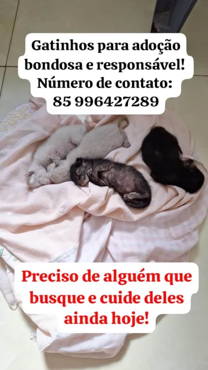 Gato ra a SRD-ViraLata idade Abaixo de 2 meses nome Sem nome 