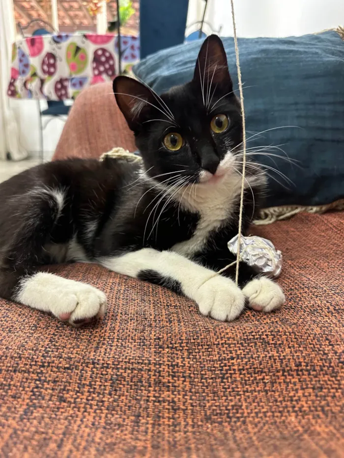 Gato raça SRD-ViraLata idade 2 a 6 meses nome Frajola