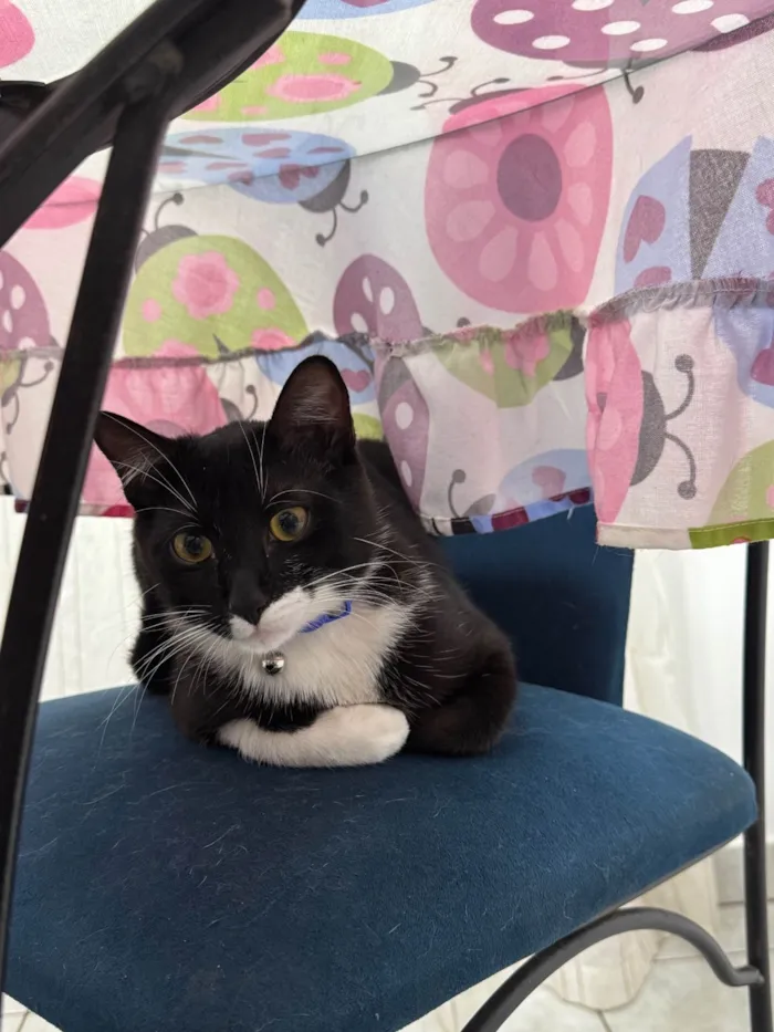 Gato raça SRD-ViraLata idade 2 a 6 meses nome Frajola