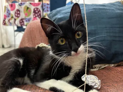 Gato raça SRD-ViraLata idade 2 a 6 meses nome Frajola