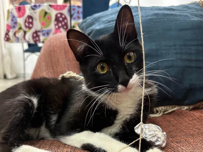 Gato raça SRD-ViraLata idade 2 a 6 meses nome Frajola