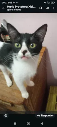 Gato raça SRD-ViraLata idade 2 a 6 meses nome Frajolinhas 