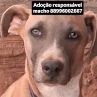 Cachorro raça SRD-ViraLata idade 2 a 6 meses nome Simba 