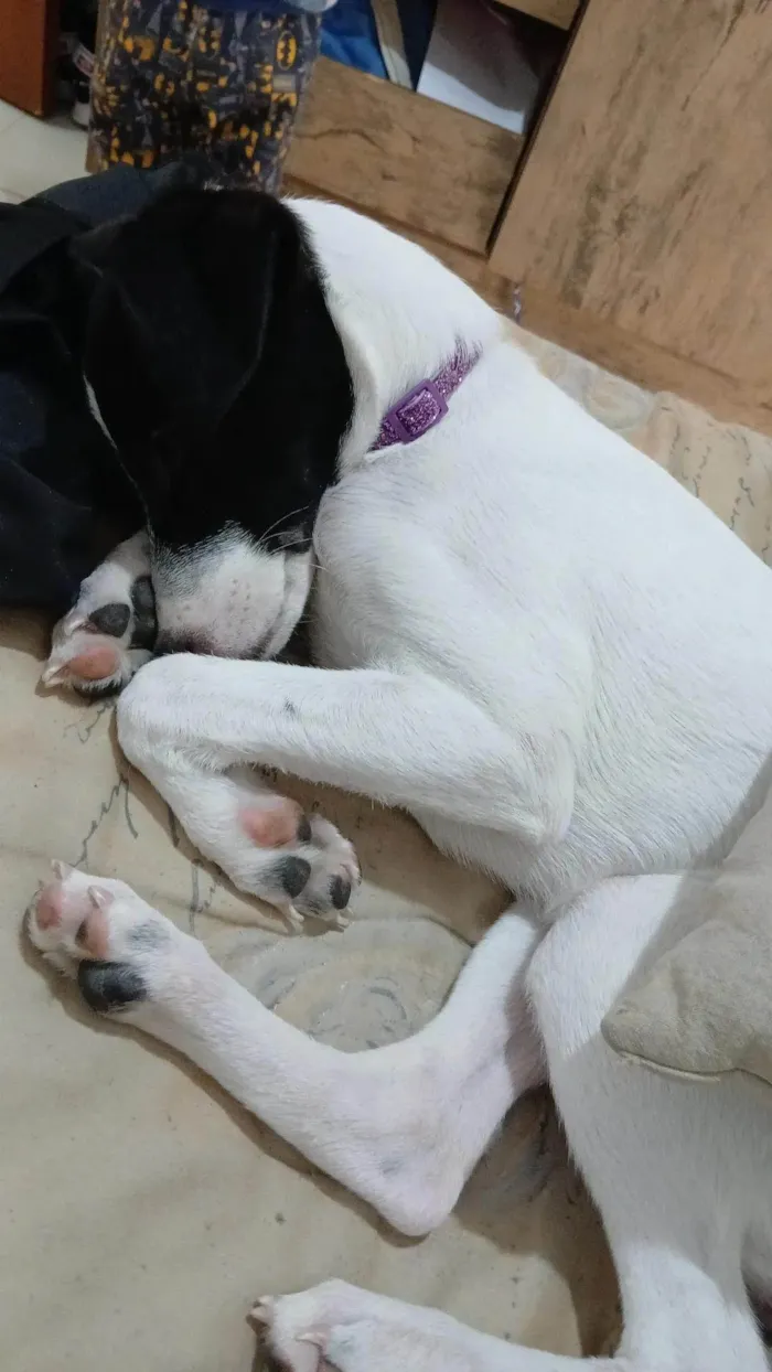 Cachorro ra a SRD-ViraLata idade 2 a 6 meses nome Nina