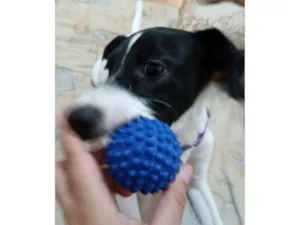 Cachorro ra a SRD-ViraLata idade 2 a 6 meses nome Nina