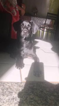 Cachorro ra a SRD-ViraLata idade 7 a 11 meses nome Belinha
