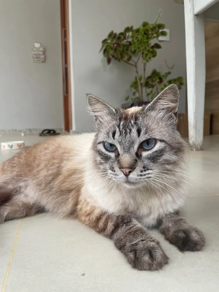 Gato ra a SRD-ViraLata idade 4 anos nome Blue Eyes