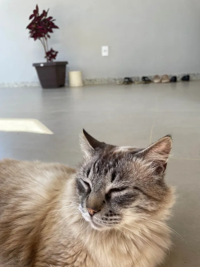 Gato ra a SRD-ViraLata idade 4 anos nome Blue Eyes
