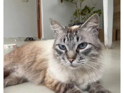 Gato raça SRD-ViraLata idade 4 anos nome Blue Eyes