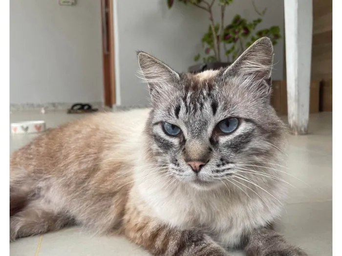 Gato ra a SRD-ViraLata idade 4 anos nome Blue Eyes