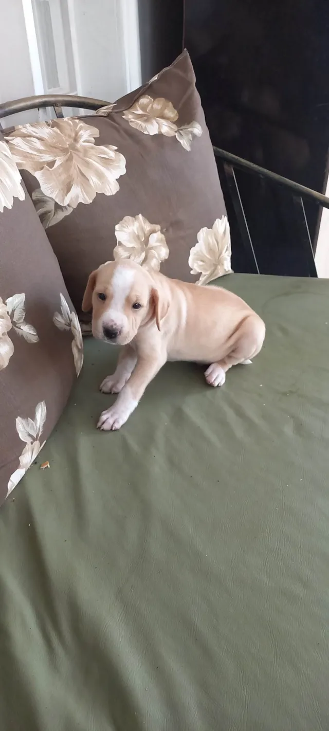 Cachorro ra a SRD-ViraLata idade Abaixo de 2 meses nome Osmar 