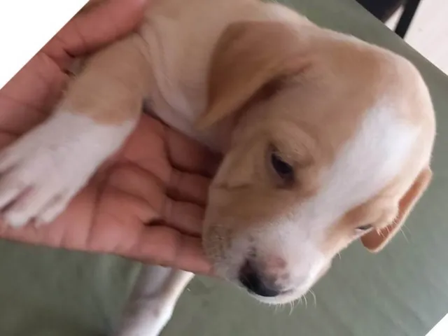 Cachorro ra a SRD-ViraLata idade Abaixo de 2 meses nome Osmar 