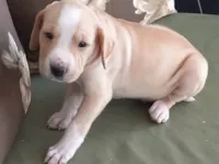 Cachorro raça SRD-ViraLata idade Abaixo de 2 meses nome Osmar 