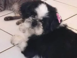Cachorro raça Shitzu idade 5 anos nome Kloe