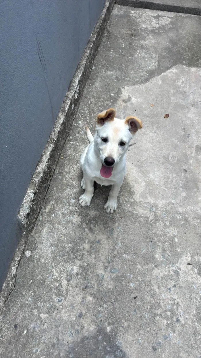 Cachorro ra a Labrador idade 2 a 6 meses nome Beethoven 