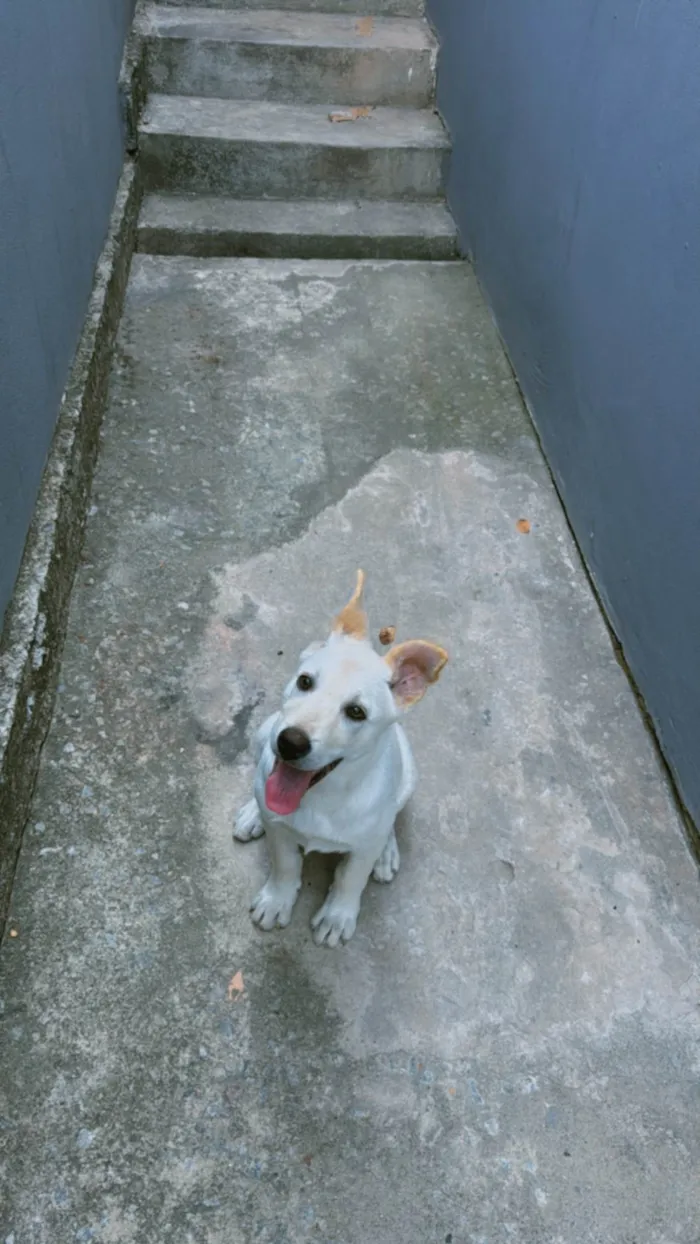 Cachorro ra a Labrador idade 2 a 6 meses nome Beethoven 