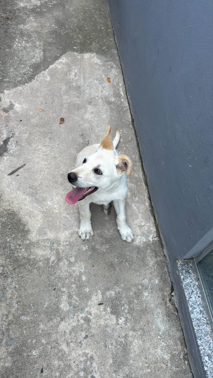 Cachorro ra a Labrador idade 2 a 6 meses nome Beethoven 