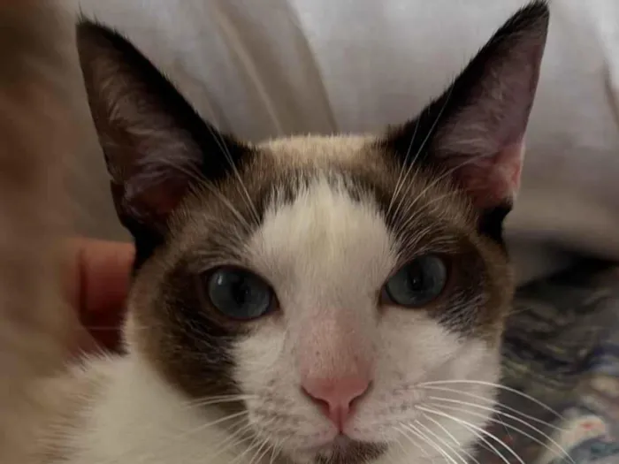 Gato ra a SRD-ViraLata idade 7 a 11 meses nome Nao tem um nome ainda