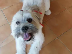 Cachorro raça SRD-ViraLata idade 2 anos nome Pyter