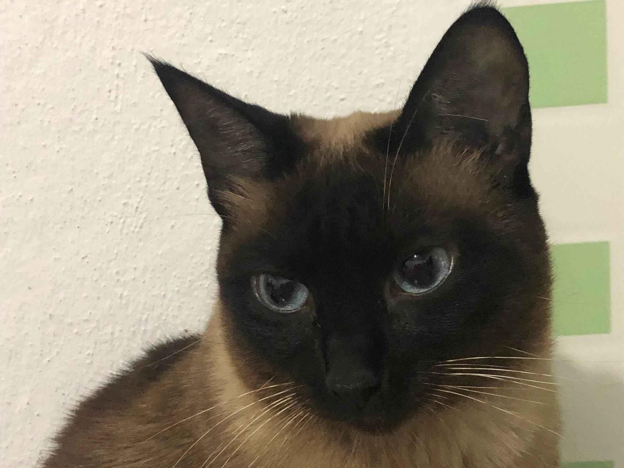 Gato ra a SRD-ViraLata idade 5 anos nome Skyler 