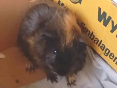 Cachorro raça Shitzu idade 2 a 6 meses nome Mary