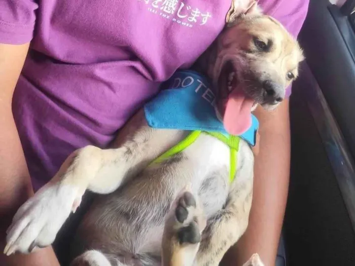 Cachorro raça SRD-ViraLata idade 2 a 6 meses nome Liko