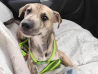 Cachorro raça SRD-ViraLata idade 2 a 6 meses nome Liko