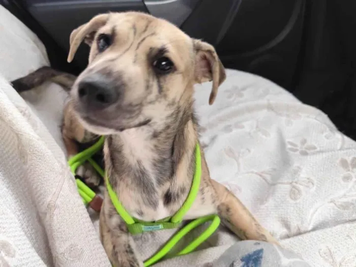 Cachorro raça SRD-ViraLata idade 2 a 6 meses nome Liko