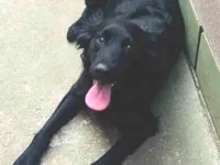 Cachorro raça SRD-ViraLata idade 1 ano nome Niko