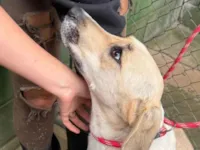 Cachorro raça SRD-ViraLata idade 2 anos nome Blanca 