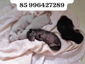 Gato raça SRD-ViraLata idade Abaixo de 2 meses nome Sem nome 