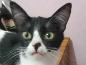 Gato raça SRD-ViraLata idade 2 a 6 meses nome Frajolinhas 