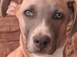 Cachorro raça SRD-ViraLata idade 2 a 6 meses nome Simba 