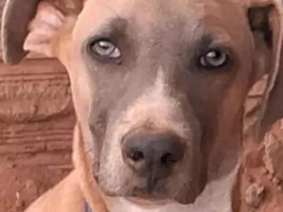 Cachorro raça SRD-ViraLata idade 2 a 6 meses nome Simba 