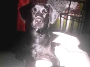 Cachorro raça SRD-ViraLata idade 7 a 11 meses nome Belinha